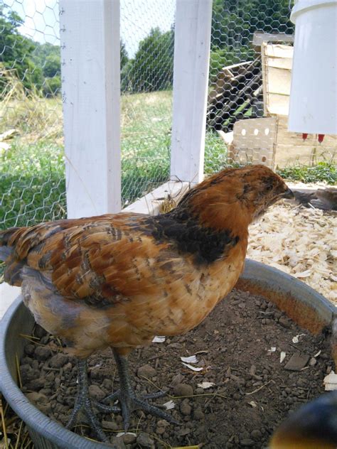 Is It A Male Or Female Easter Eggers Polish Crested And Turken Backyard Chickens Learn
