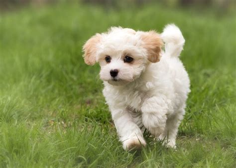 Pomeranian Toy Poodle Cross Wow Blog