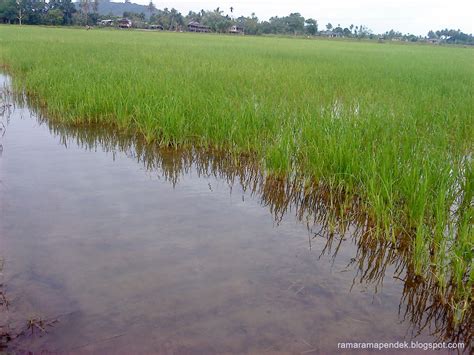 Sedikit video pemandangan sawah padi yang sedang tumbuh subur menunggu waktu untuk dituai. Pemandangan Di Kampung : Sawah Padi ~ Cik Itah Personal ...