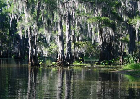 On The Texas Louisiana Border Caddo Lakes History Is The Stuff Of Legend