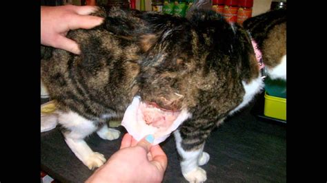 tumeur cancéreuse chez une chatte comment la soigné avec dignité YouTube