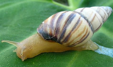 Four exotic apple snail species have been observed in florida. Snail Dream Meaning and Interpretations - Dream Stop