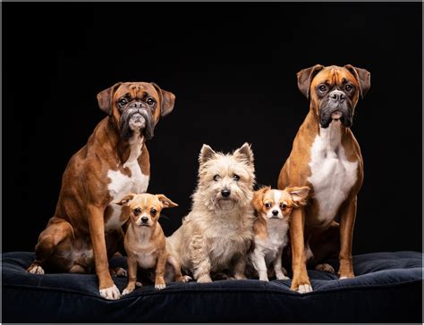 Dog Photography Central Scotland 5 Dogs No Sweat Mutleys Snaps
