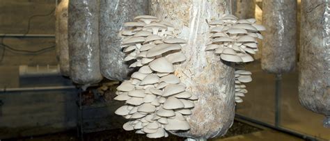 how to grow mushrooms at home the complete guide trustbasket