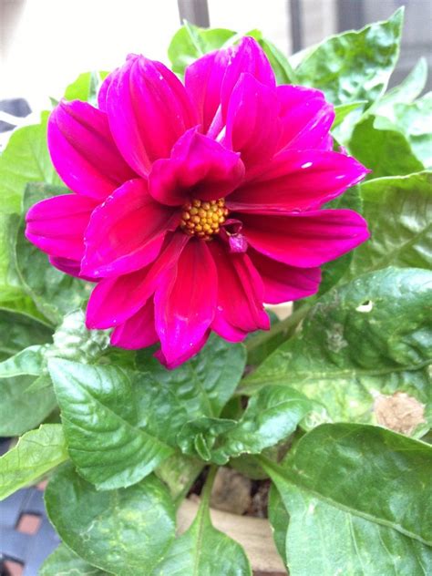 Figaro Dahlia In Hot Pink Potted Geraniums Country Garden Decor