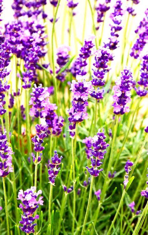 17 Best Potted Lavender Images In 2020 Growing Lavender Potted