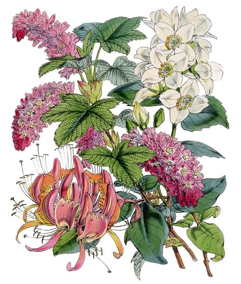 Vintage Botanical Prints Botanical Drawings Botanical Illustration