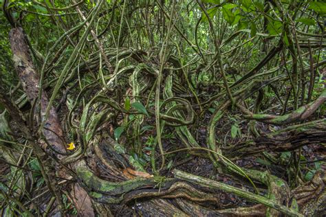 Thick Liana Woody Vines Tangles Are Common In Our Young Regenerating