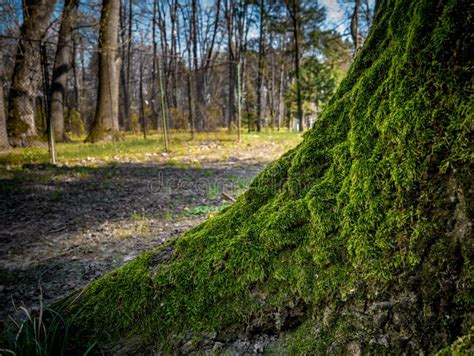 Tree Bark With Green Moss Stock Image Image Of Green 176340929