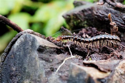 Close Up Centipede Bite Poisonous Hurt Arm Cure With Herbal Medicine