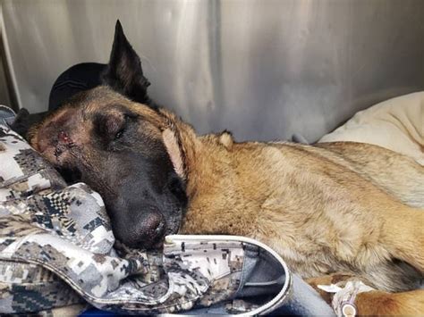 Eva Hero Dog That Got A Fractured Skull As She Saved Her Owner From A