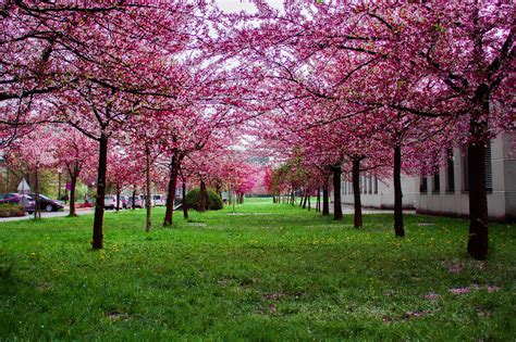 Free Images Tree Nature Spring Pink Flower Green Natural