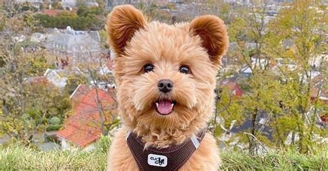 Puppy That Looks Like A Teddy Bear Becomes An Internet Sensation