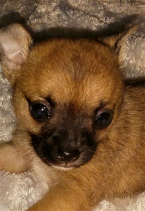 Chihuahua Puppies For Sale Summerfield Fl 173664