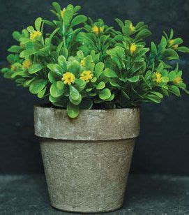 This succulent plant has small, fleshy leaves, with yellow flowers that look like daisies. Jade Plant with yellow flowers. a succulent normally with ...