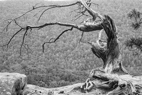 Old Tree Living On The Edge Landscape Landscapephotography
