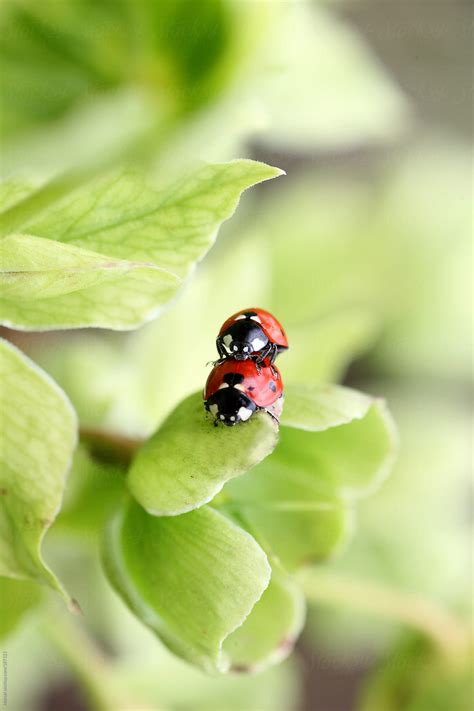 Mating Ladybugs On A Flower By Stocksy Contributor Marcel Stocksy