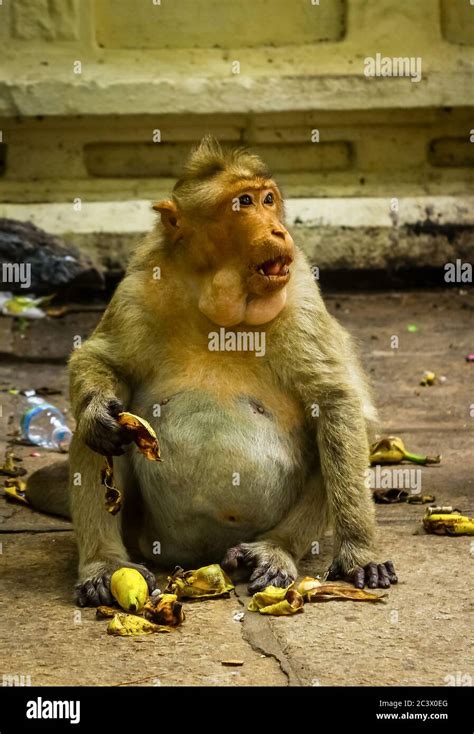 Big Fat Monkey King Eating Fruits With Mount Full Loaded Of Banana And