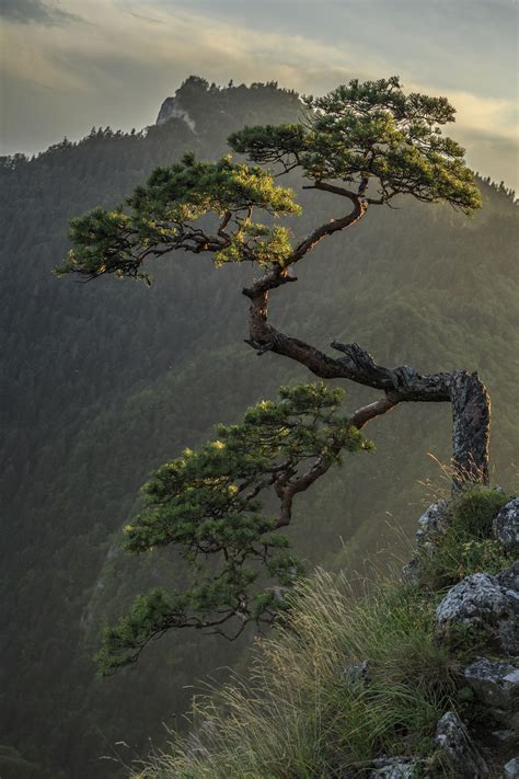 Mountain Bonsai Nature Tree Beautiful Nature Nature Photography