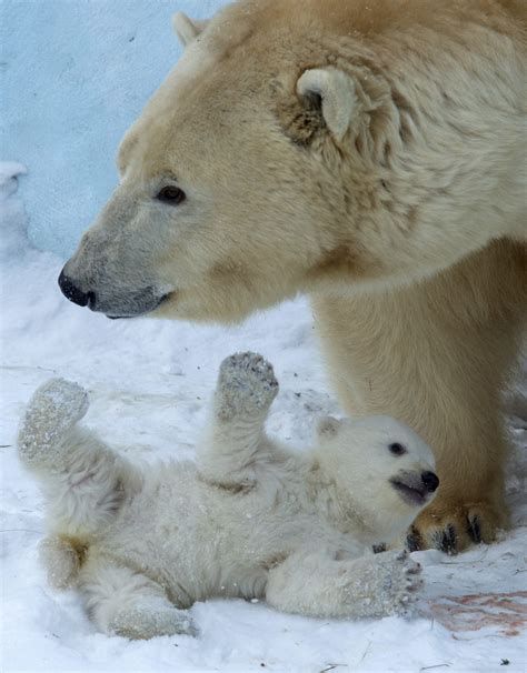 Polar Bear Cub At Novosibirsk Zoo In Russia Time