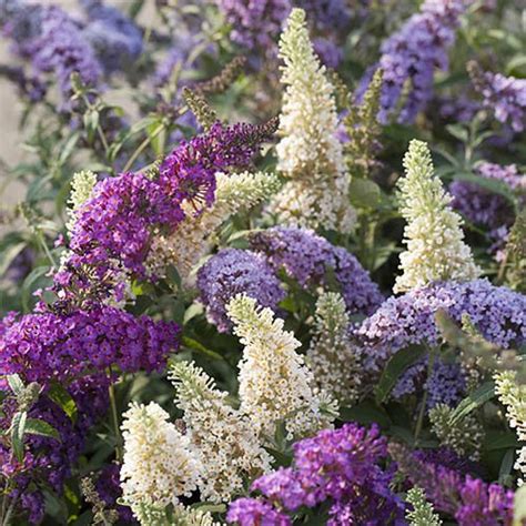 Learn how to overwinter a butterfly bush. Tricolour Buddleia Butterfly Bush