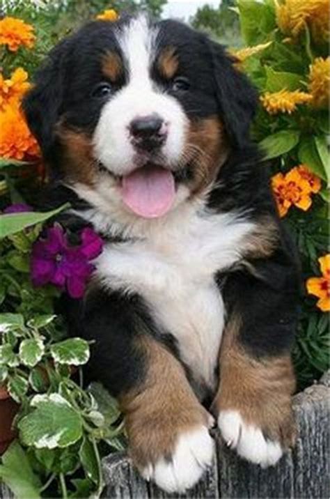 Dogs 30 Cute Bernese Mountain Dog Puppies Leading