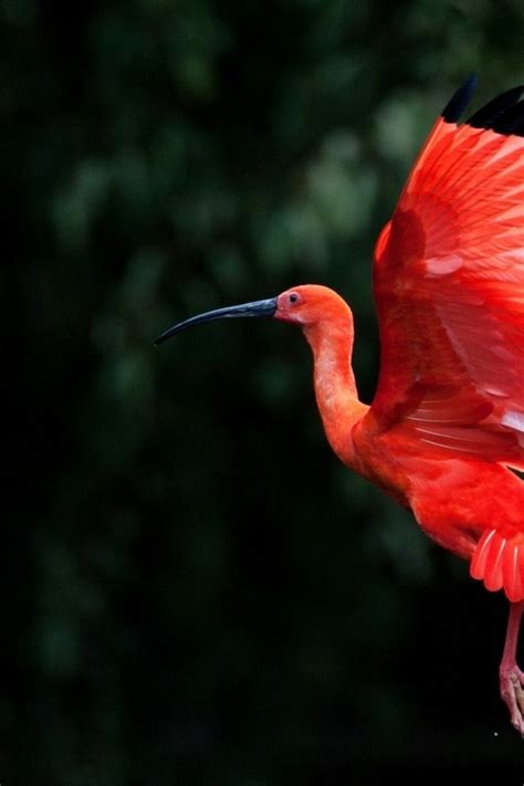 Red Ibis Bird Flying 640 X 960 Iphone 4 Wallpaper