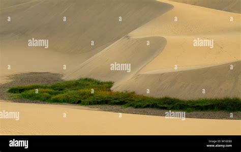 Big Clump Of Grass On Sand Dunes Desert Stock Photo Alamy