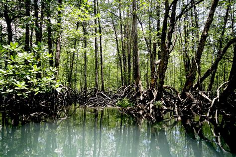 Mangroves In The Philippines