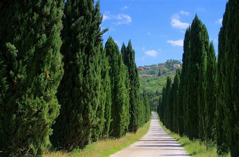 Tuscan Cypress Italian Cypress Trees Cypress Pine Natural Privacy