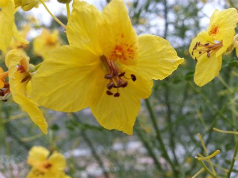 Yellow vase proudly serves the south bay with our delicious cafe meals, bakery items, cakes, and desserts. Cercidium x 'Desert Museum'- Palo Verde Desert Museum ...