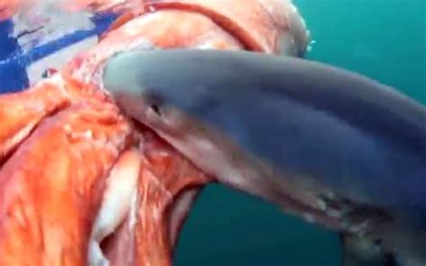 Giant squid (architeuthis dux) giant squid live deep underwater—in the twilight zone—at depths between 1,000 feet and about 2,000 feet. Video: TV fisherman films shark attacking giant squid off ...