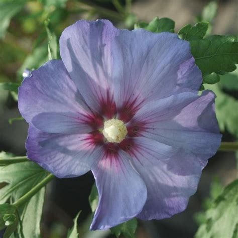 Azurri Blue Satin Rose Of Sharon —