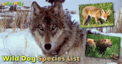 Wild Dog Species List With Pictures Types Of Wild Dogs