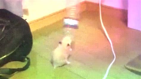 Hamster Dancing Kiskadee Better Off Alone Youtube