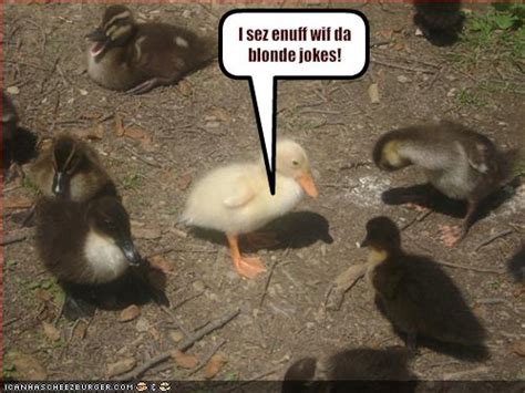 Stupid Duck Jokes