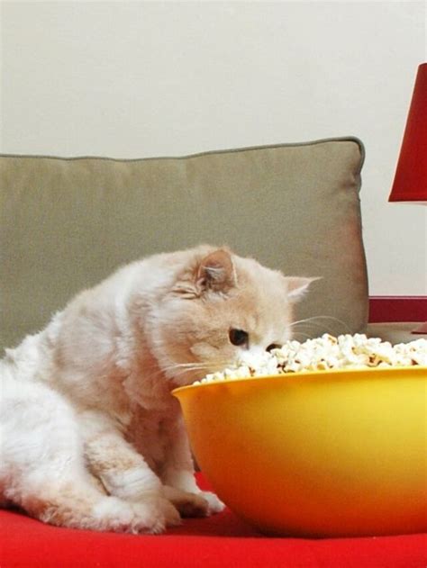 Can Cats Eat Popcorn That Cuddly Cat