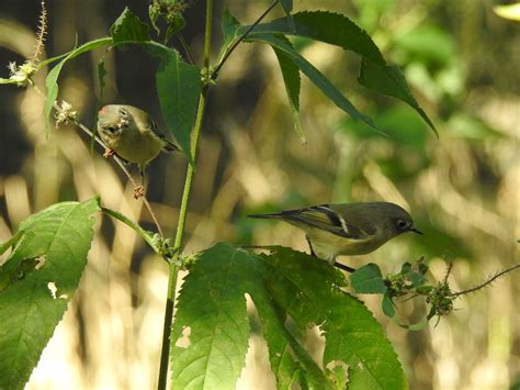 Tony Fanning On Twitter Could Be A Mr And Mrs Ruby Crowned Kinglet