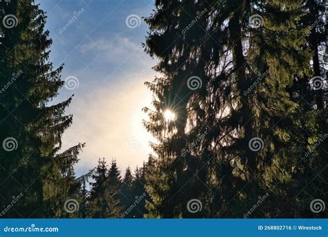 Pine Trees In The Thuringian Forest At Sunset With The Cloudy Sky In