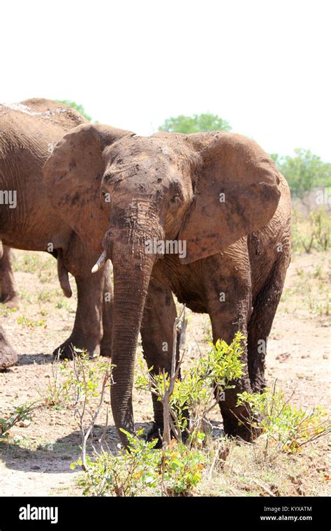 African Bush Elephant Eating Leaves Hi Res Stock Photography And Images