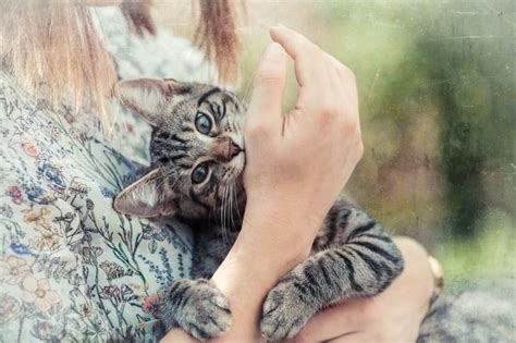 A Guide To Cat Love Bites Alpharetta Vets