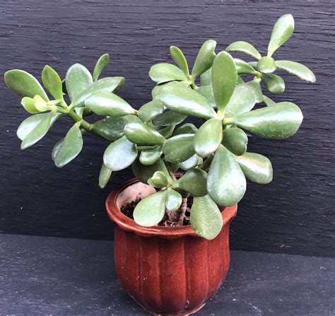 Jade Plant Crassula Ovata Green Succulent T Diy Succulent Diy Plant Live Succulent Succulent