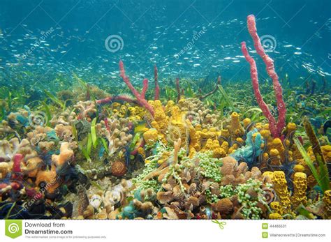 Thriving And Colorful Underwater Life Stock Image Image