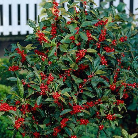 Free for commercial use no attribution required high quality images. Winter Red Winterberry Hollies for Sale - FastGrowingTrees.com