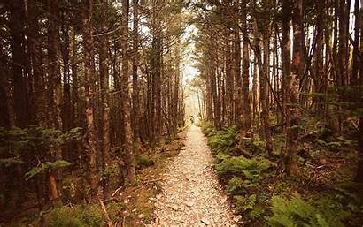 Woods Wallpapers Path Lonely Forest Nature Landscape