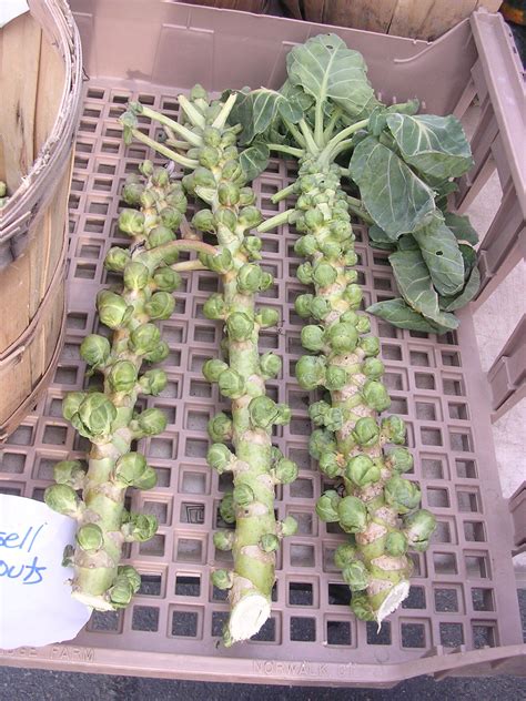 Image Of Brussels Sprouts Immediately After Harvest Still On The Stalk