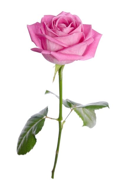 Premium Photo Beautiful Single Pink Rose