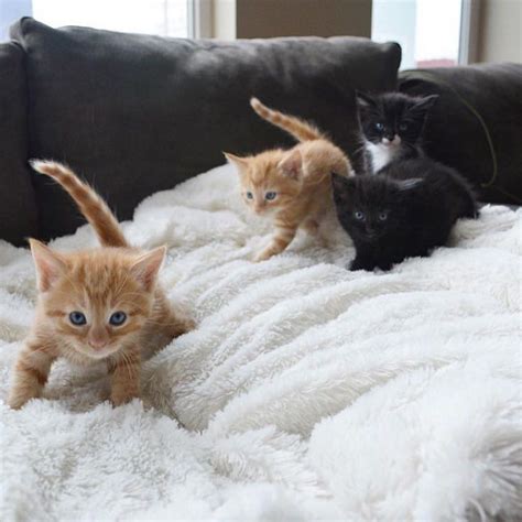 30 Cuddly Kittens For National Cuddly Kitten Day Cattime Animals And