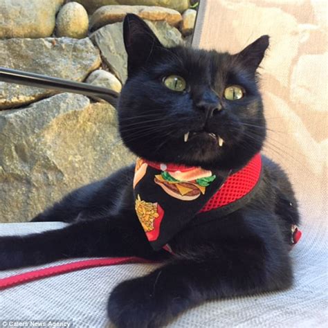My daughter's cat has been sticking out his tongue like he has an awful taste in his mouth. Cat 'vampire' with unusual fangs dresses up for Halloween ...