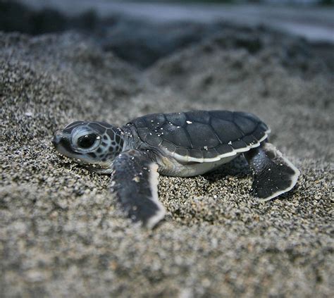 Ive Always Thought Baby Sea Turtles Were The Cutest Raww
